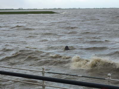trotzt auch einer Sturmflut